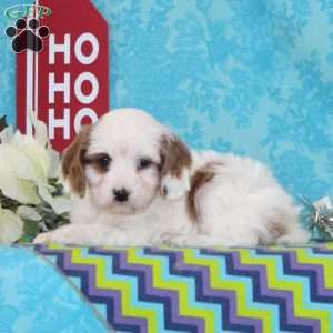 Joy, Cavapoo Puppy
